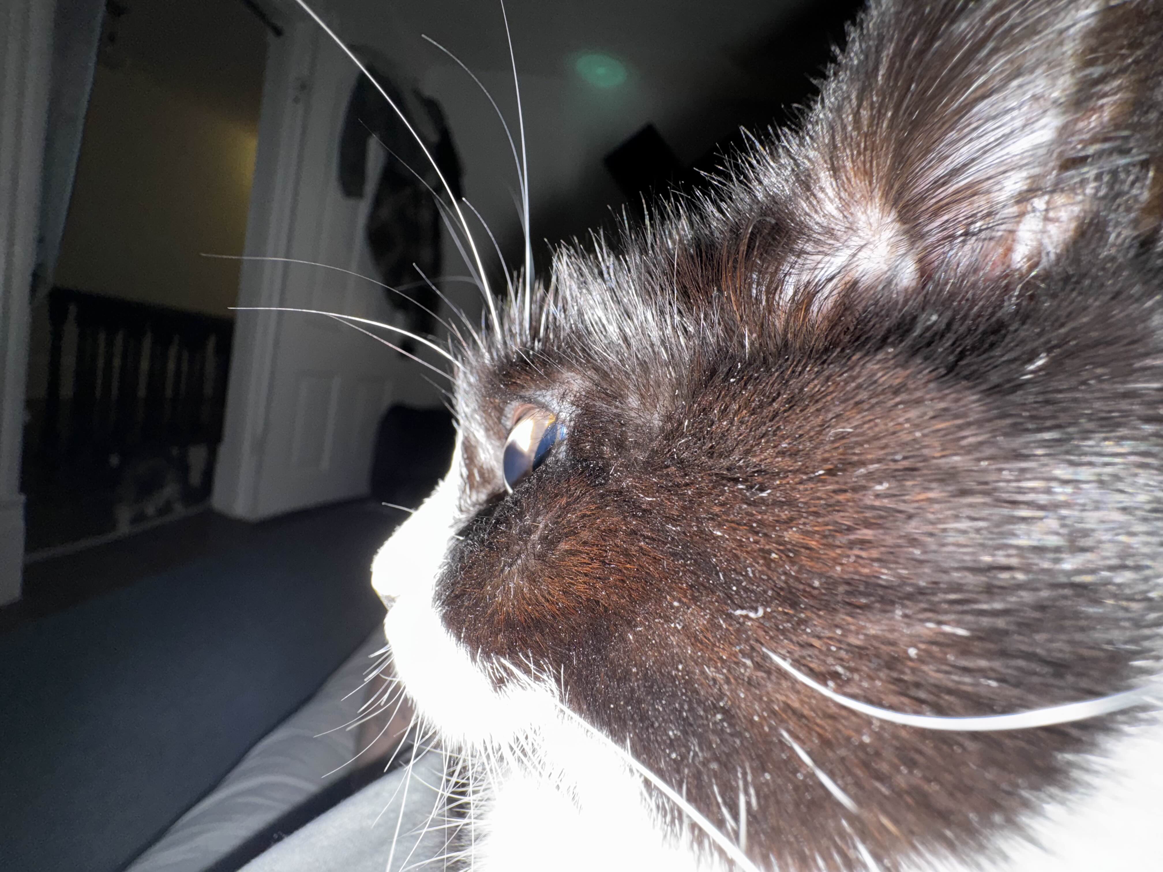 Sam