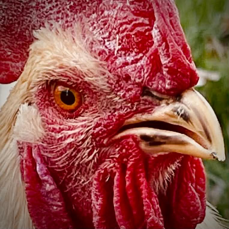 BirdyBantam